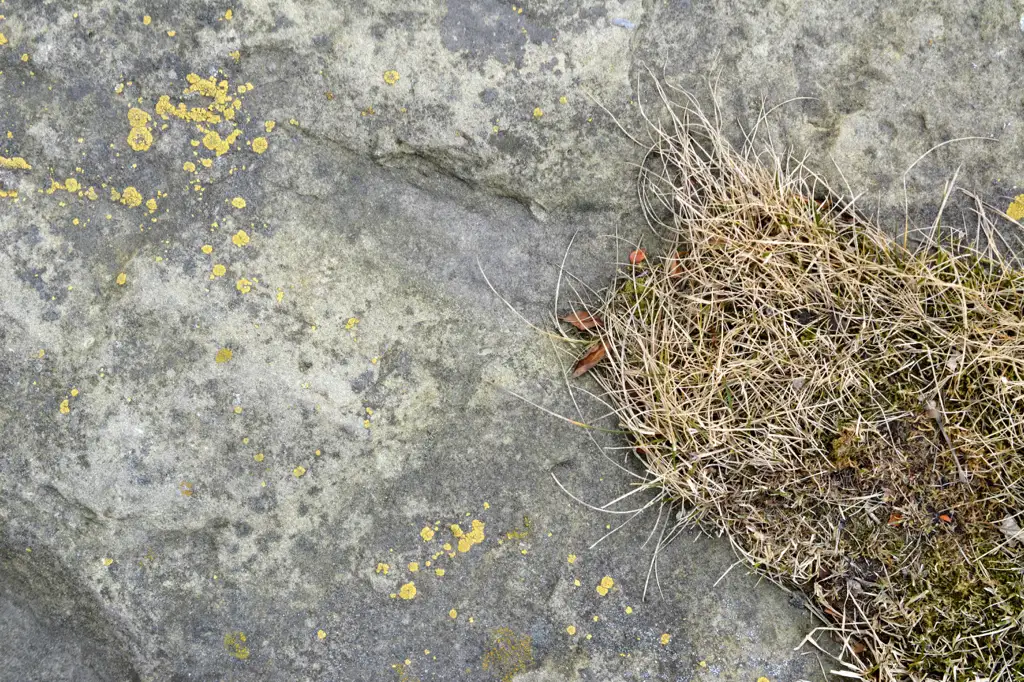 Rock surface with dead grass and moss