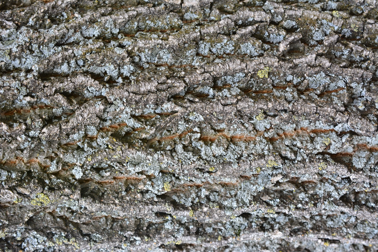 Closeup shot of tree bark