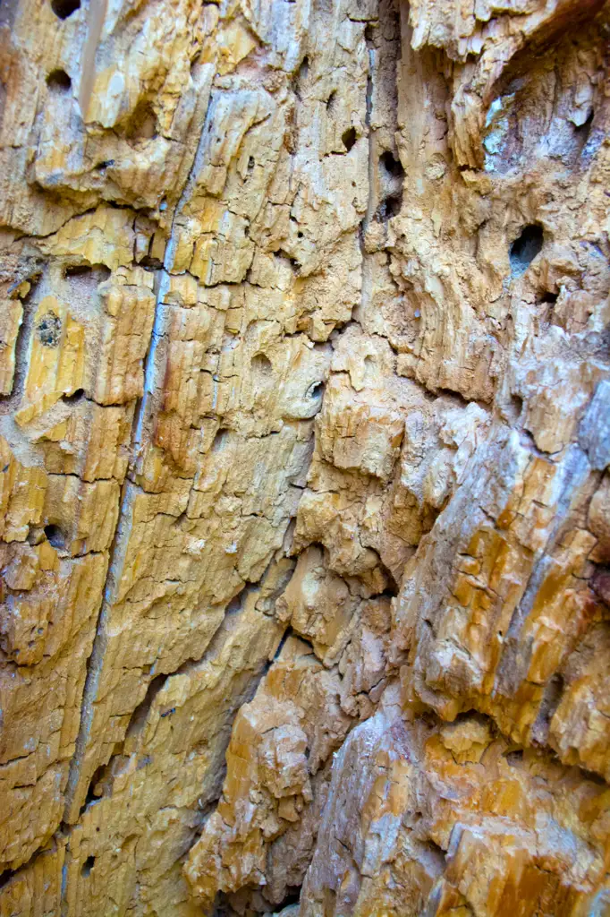 Termite infested tree trunk