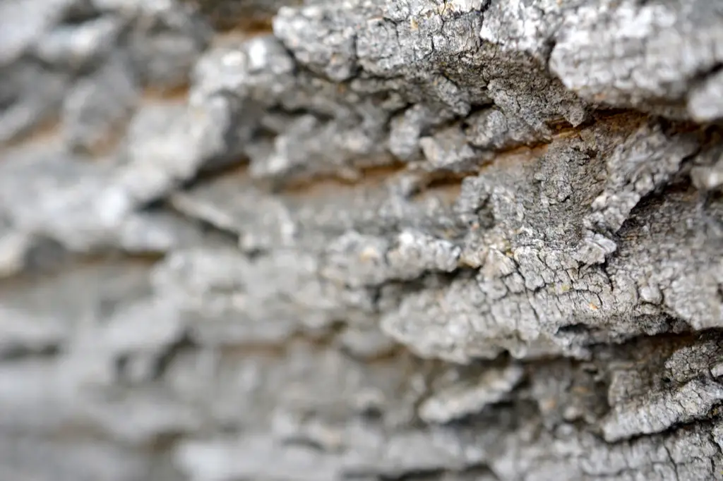 Closeup shot of tree bark
