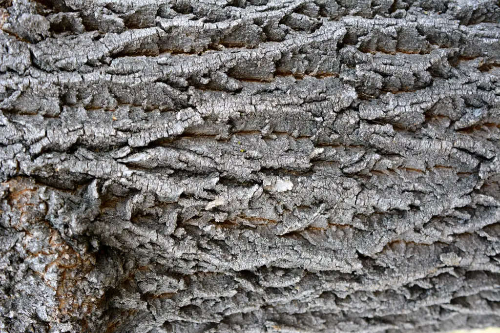 Closeup shot of tree bark