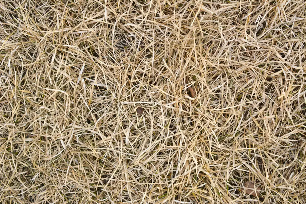 Closeup of dead grass