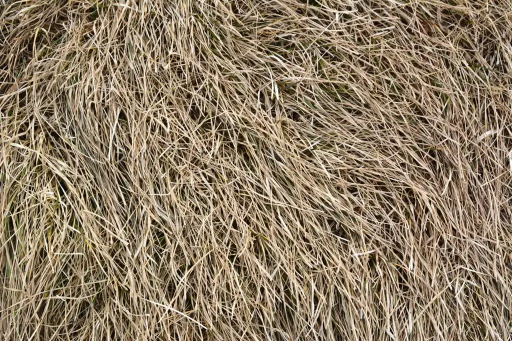 Closeup of dead grass