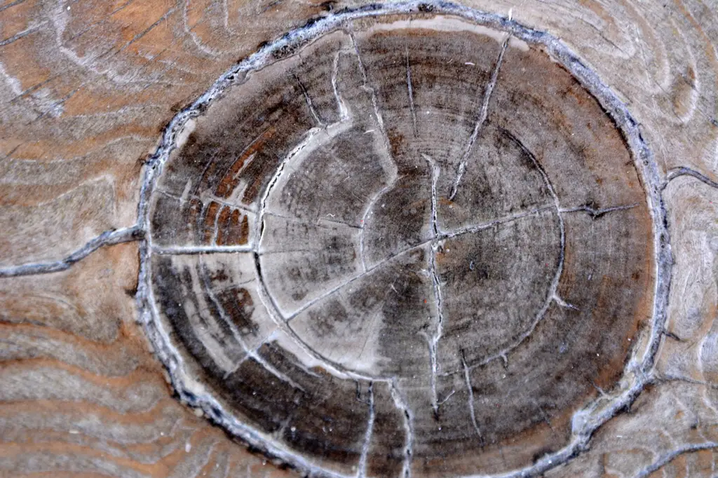 Closeup of wood surface