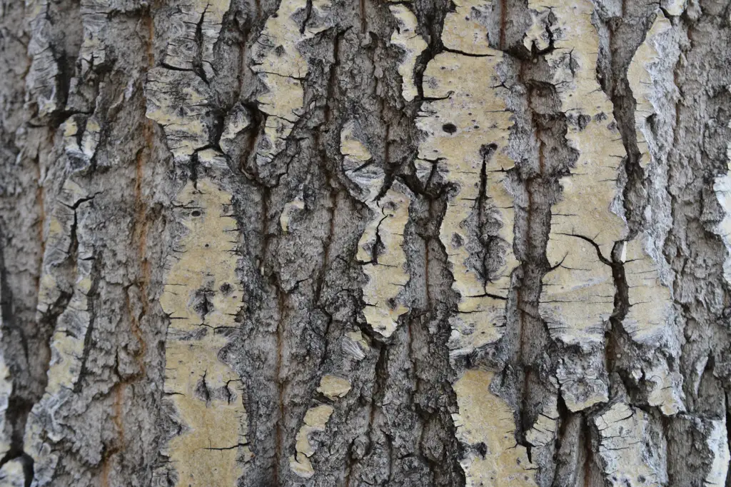 Closeup shot of tree bark