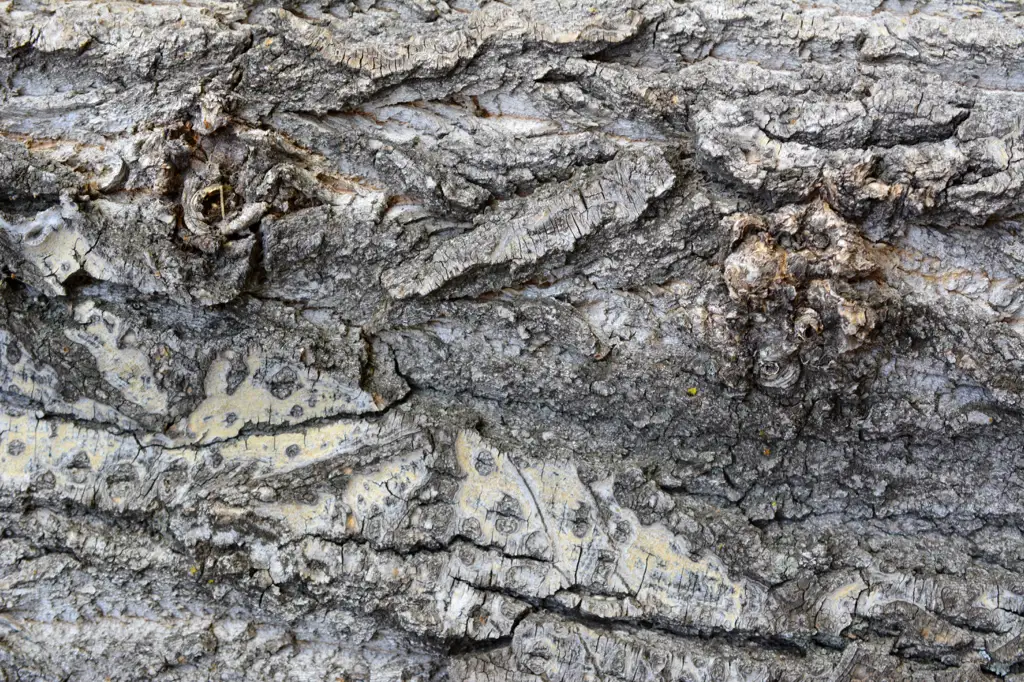 Closeup shot of tree bark