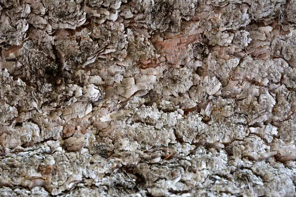 Closeup shot of tree bark