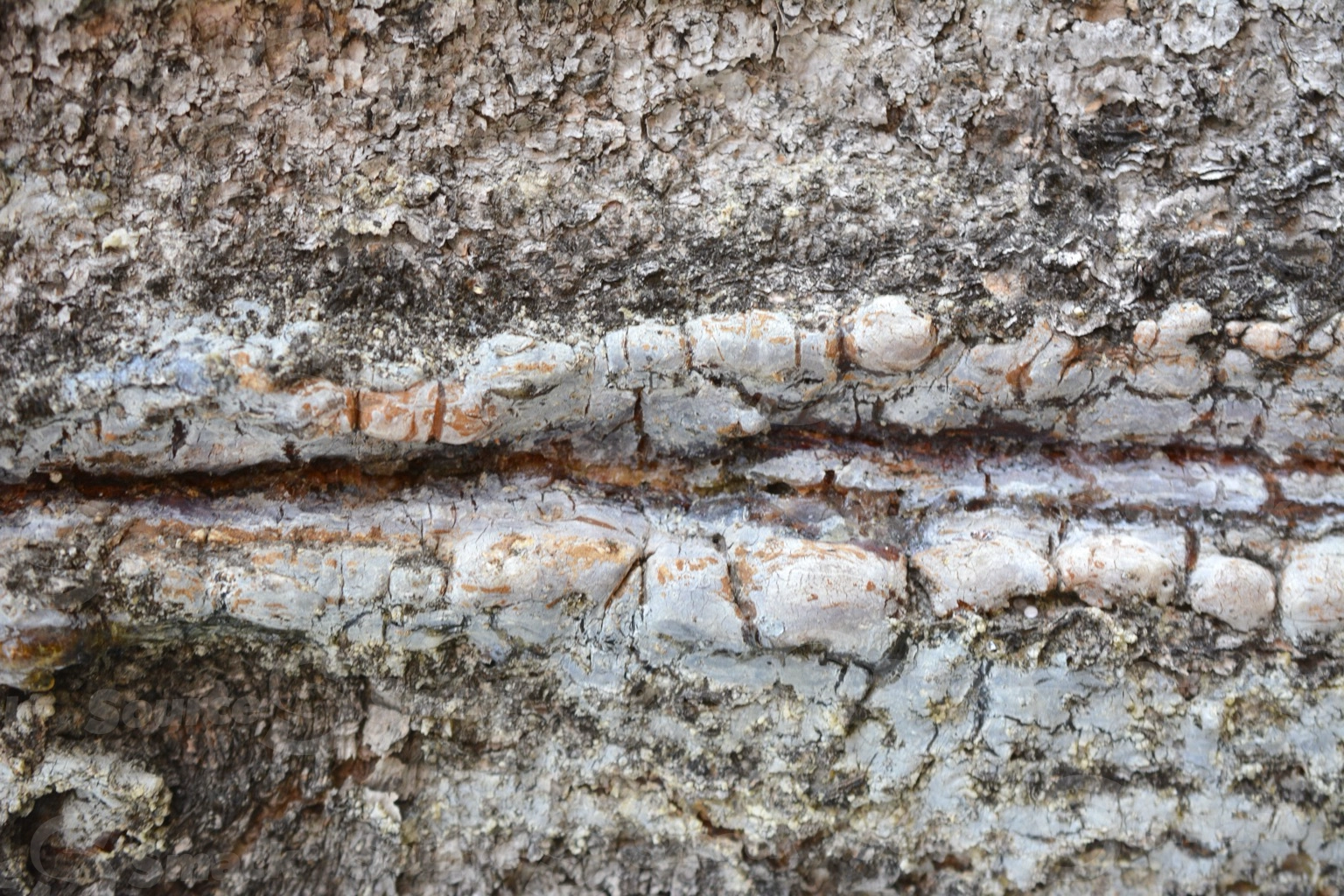 Closeup shot of tree bark