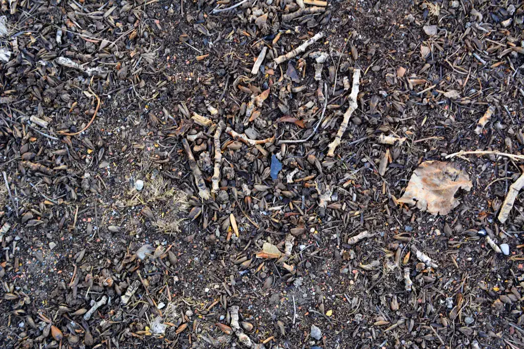Dirt ground with debris of sticks and stones