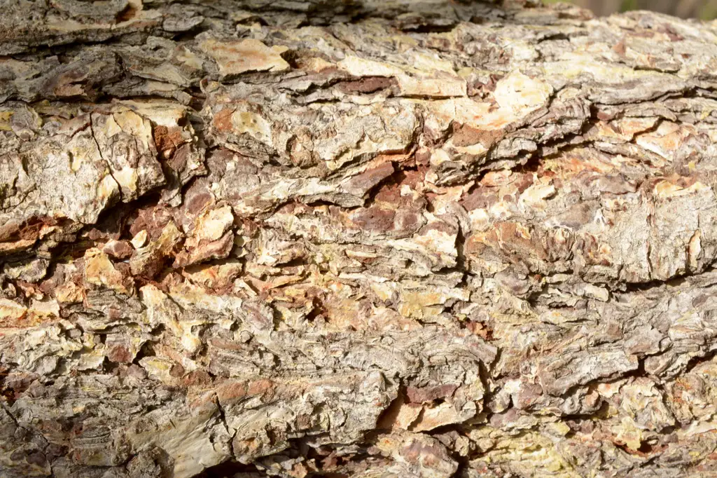 Closeup shot of bark on tree
