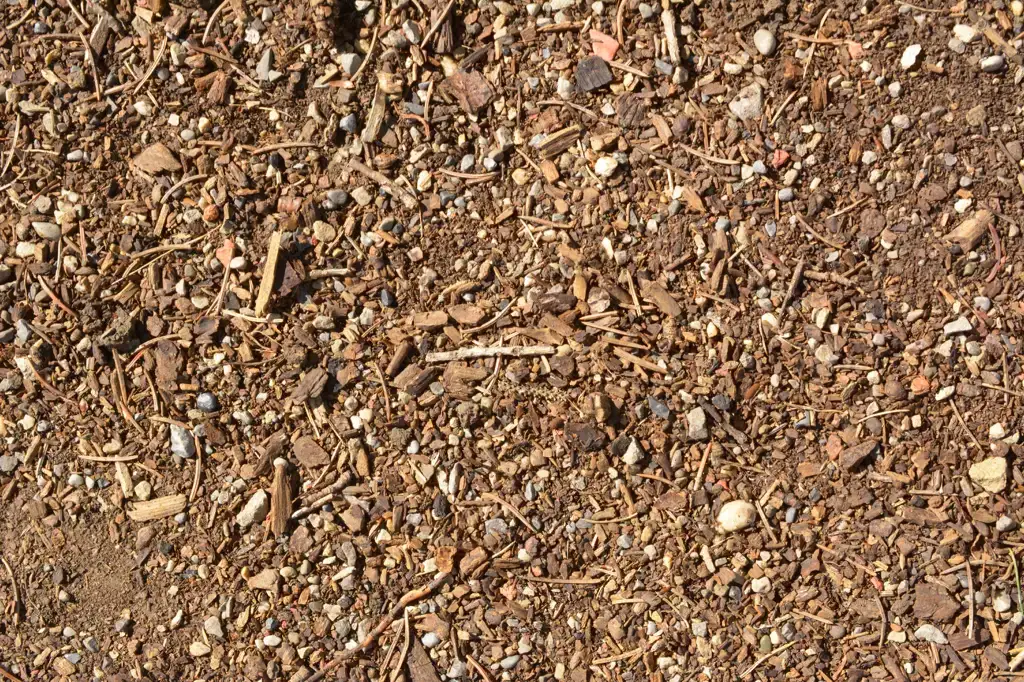 Dirt floor at the edge of a forest path