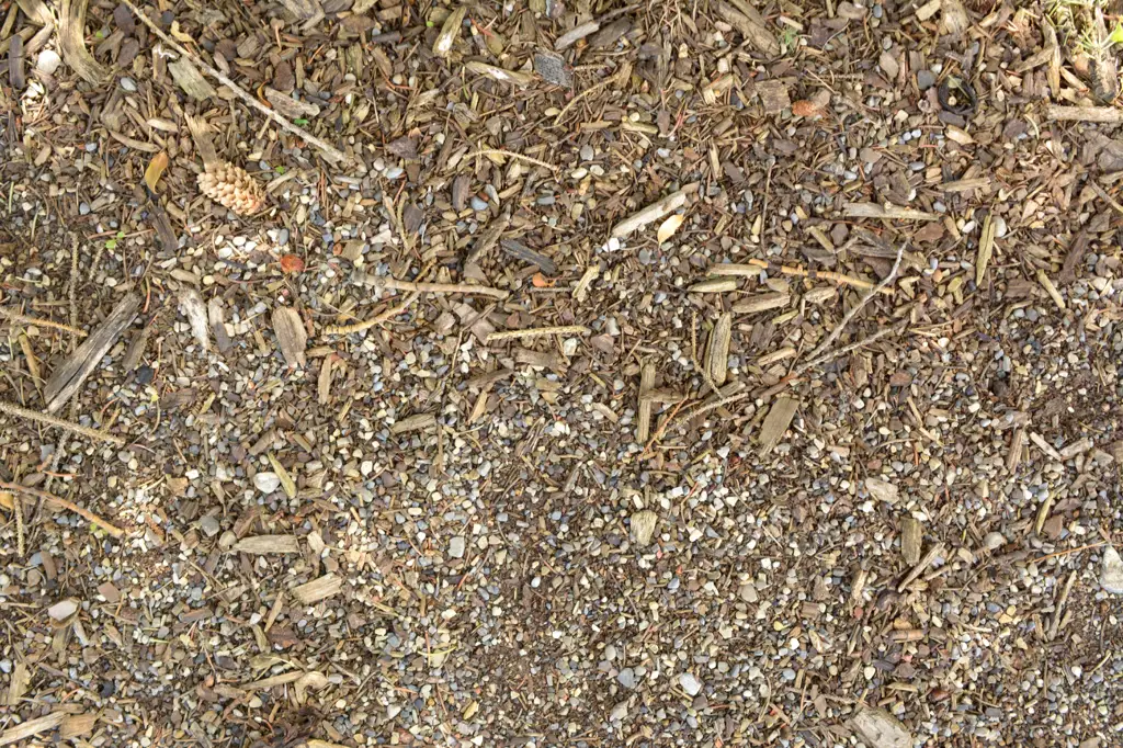 Dirt floor at the edge of a forest path
