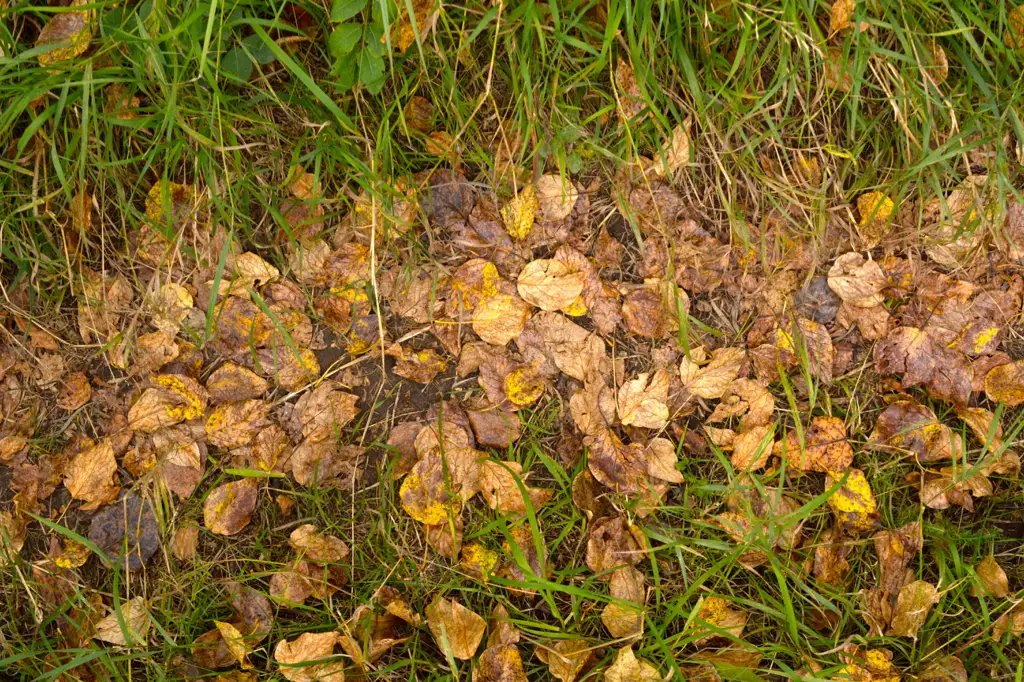 Dead fall leaves in grass