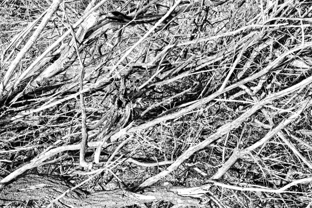 Abstract entanglement of trees and branches