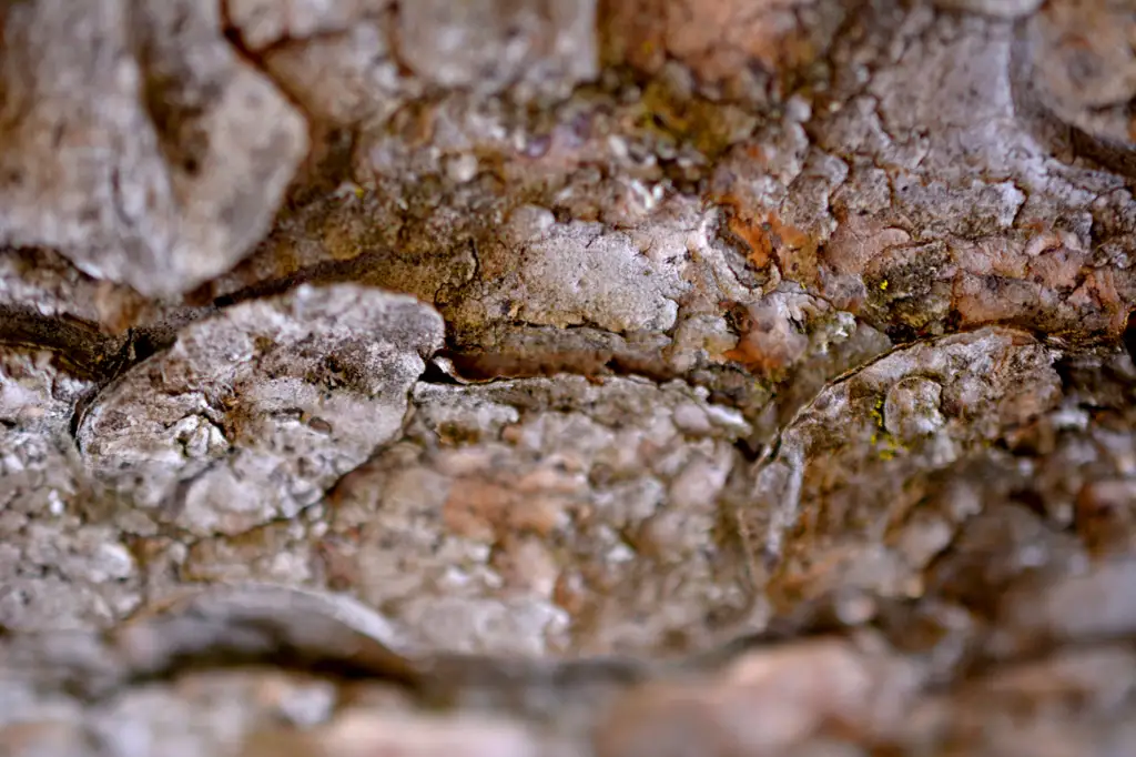 Macro shot close up of tree bark texture
