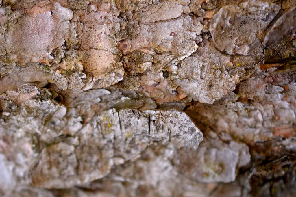Macro shot close up of tree bark texture