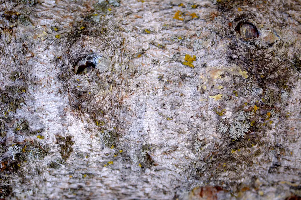 Close up of water birch tree trunk (Betula occidentalis)