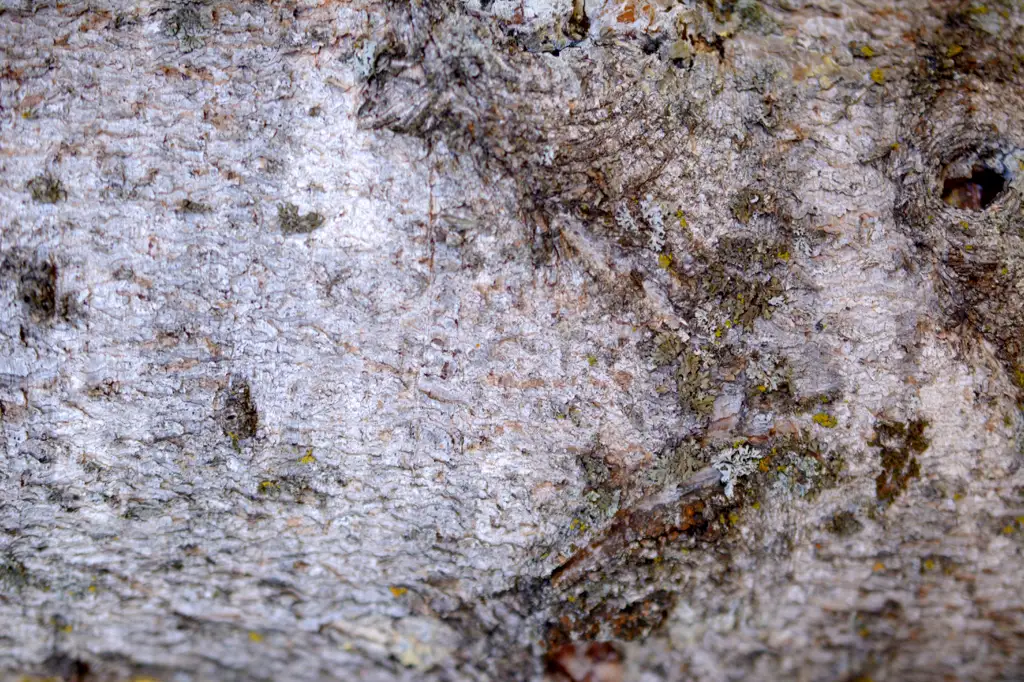 Close up of water birch tree trunk (Betula occidentalis)