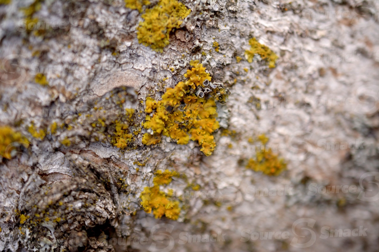 Close up of water birch tree trunk with fungas (Betula occidentalis)