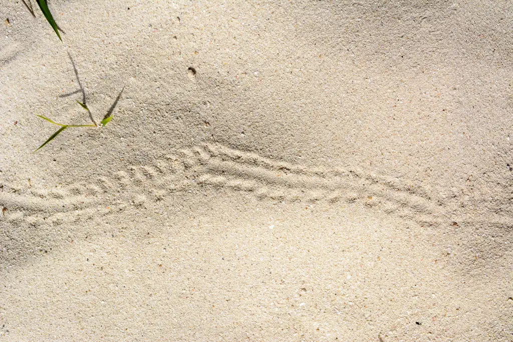 Sand with Iguana tracks on a beach in Mexico