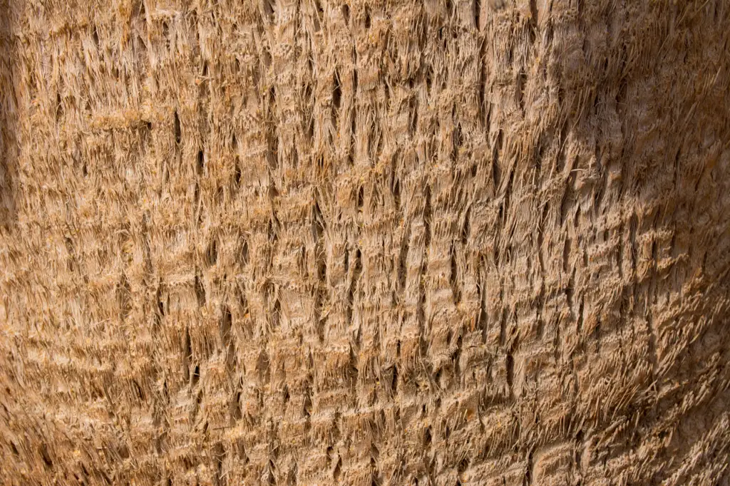 Trunk of a palm tree in Cabo San Lucas