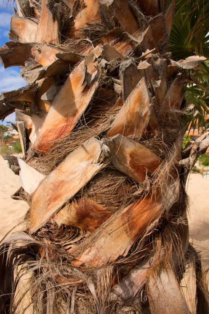 Trunk of a palm tree in Cabo San Lucas