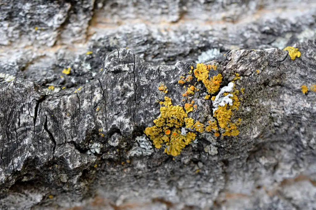 Closeup shot of tree bark