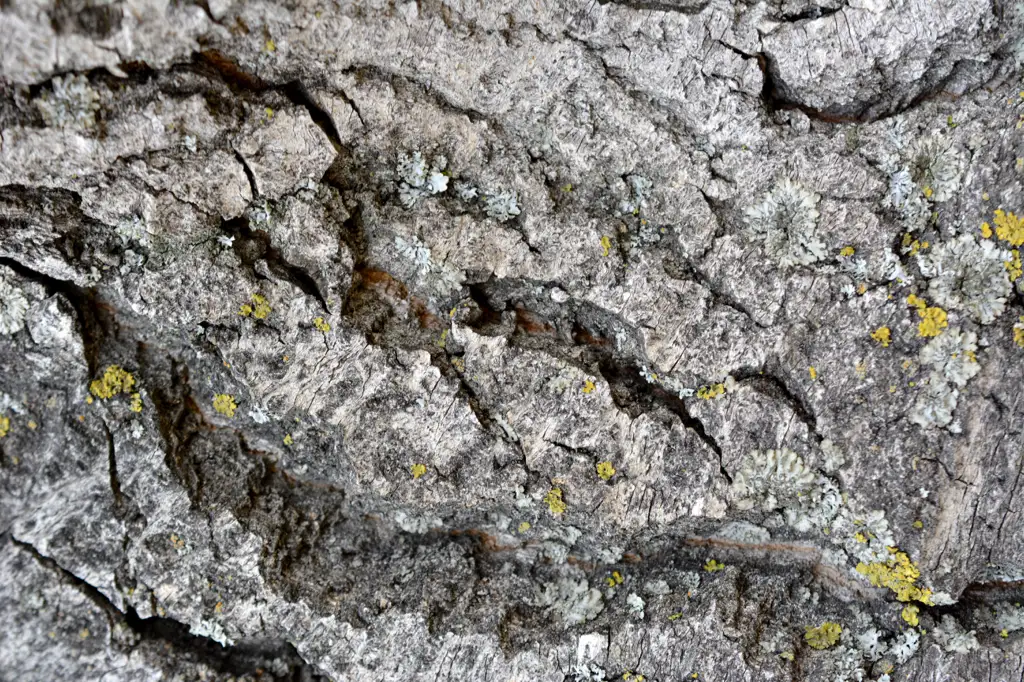 Closeup shot of tree bark