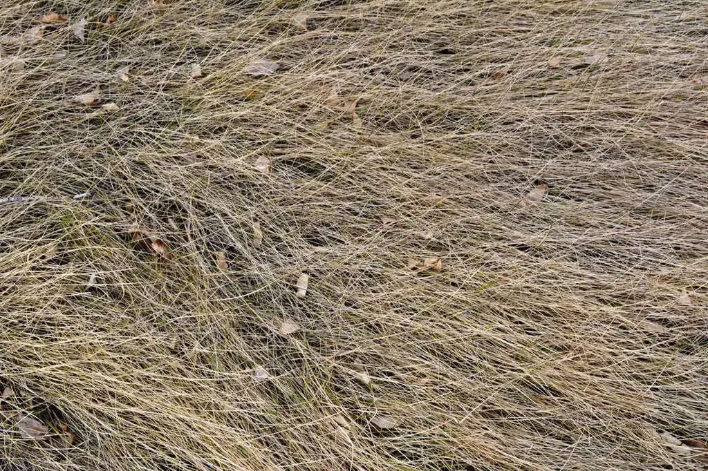 Dead grass with scattered leaves