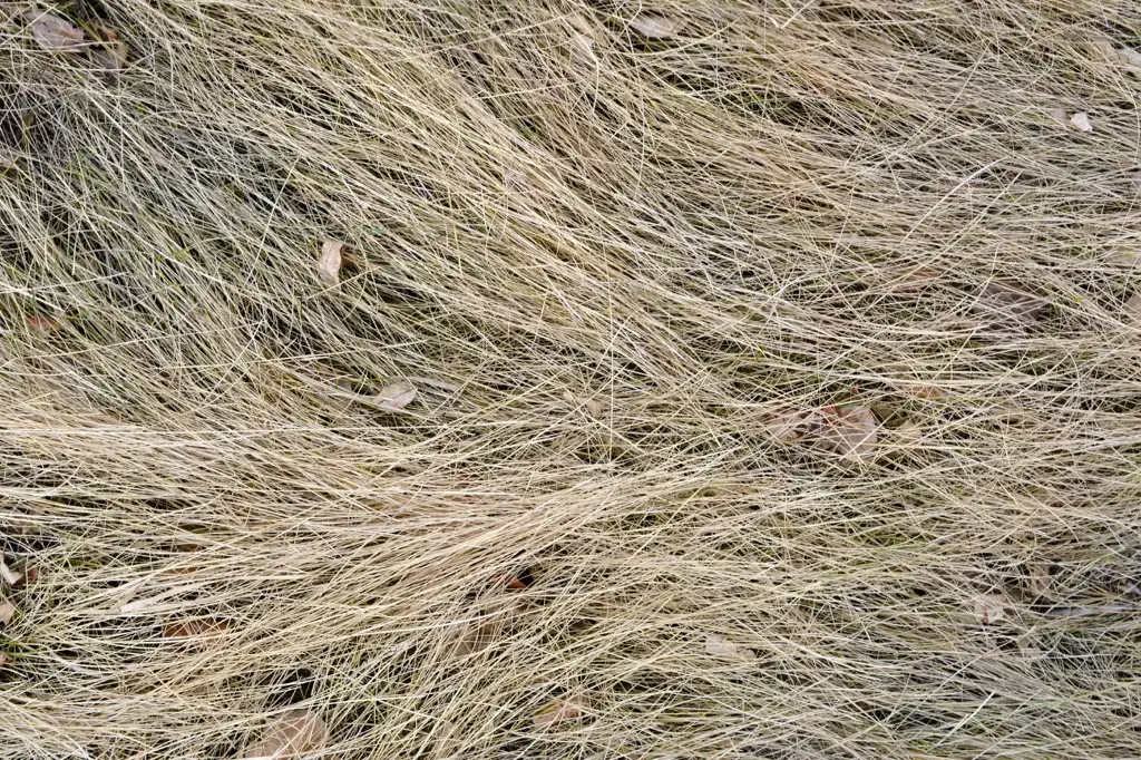 Dead grass with scattered leaves