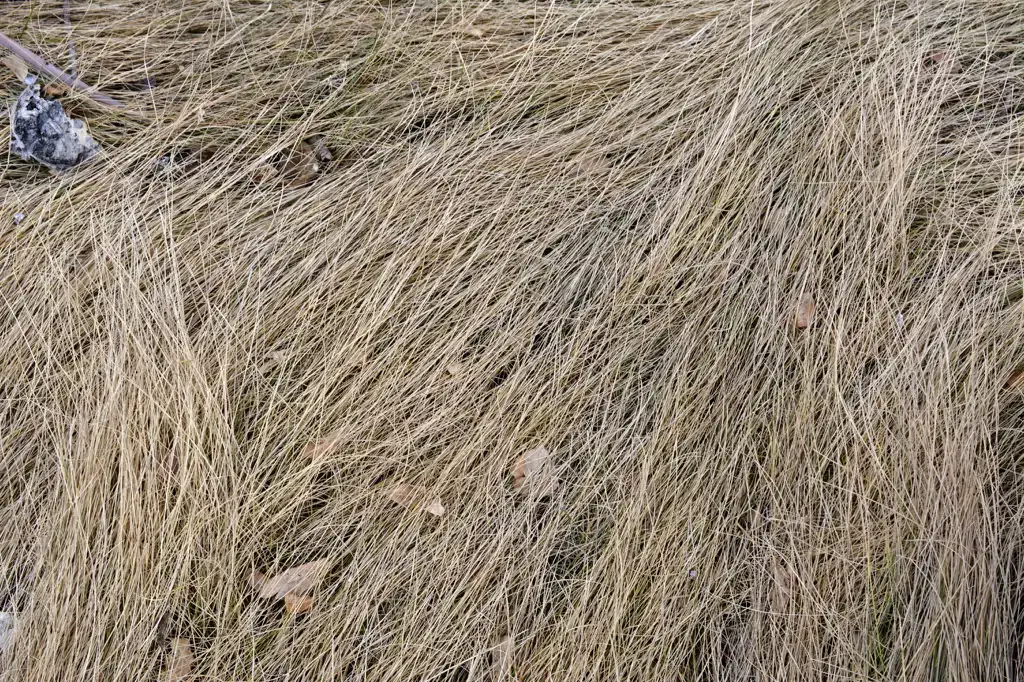 Dead grass with scattered leaves