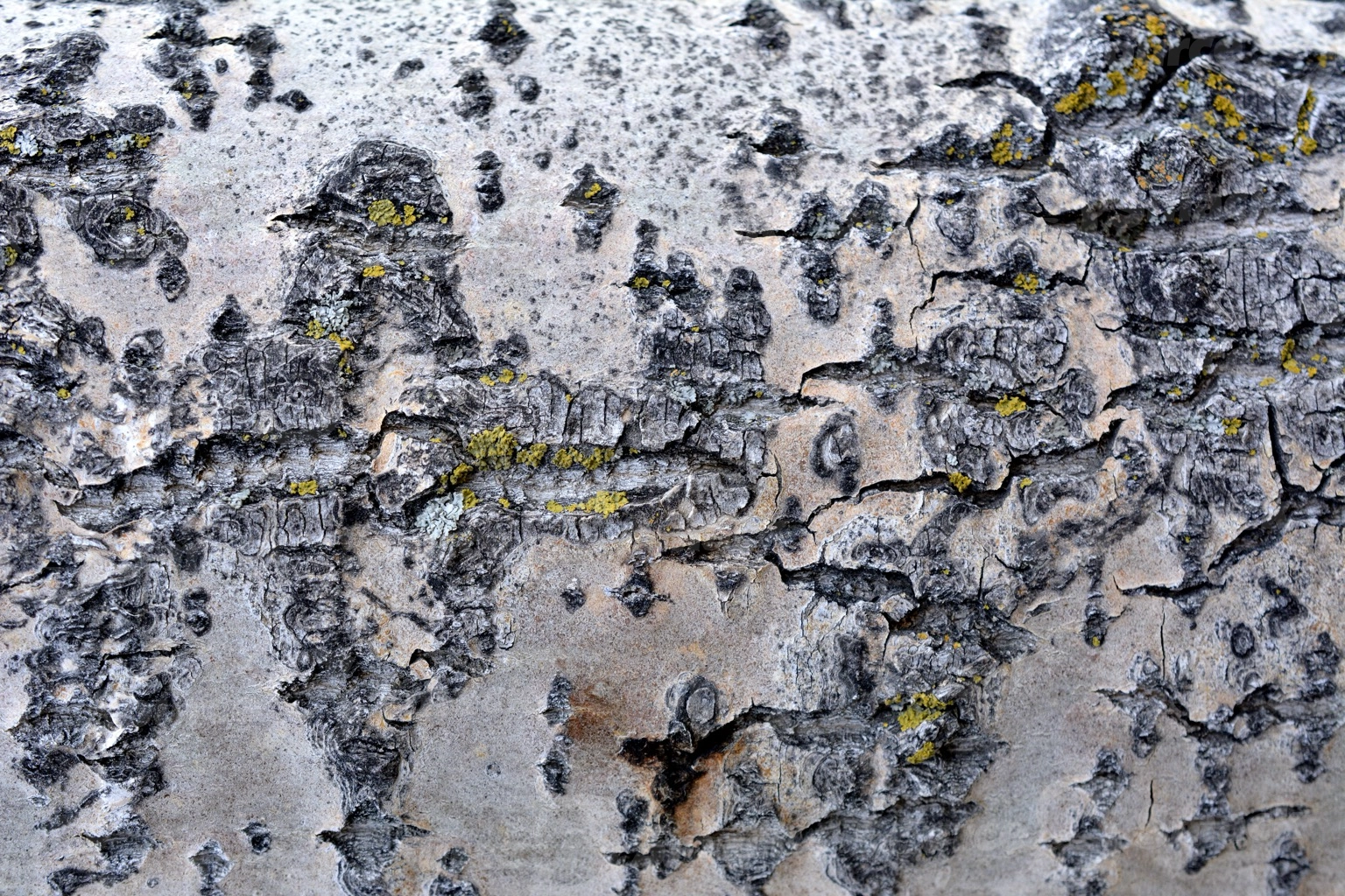 Closeup shot of tree bark