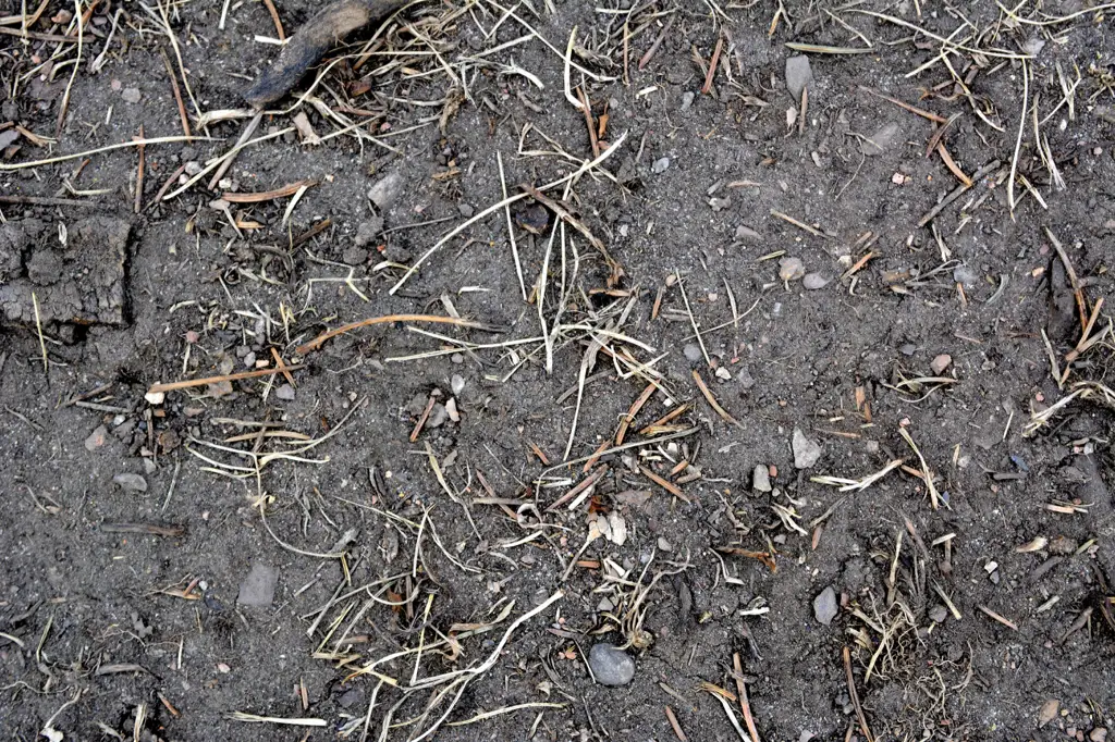 Dirt ground with twigs and rocks