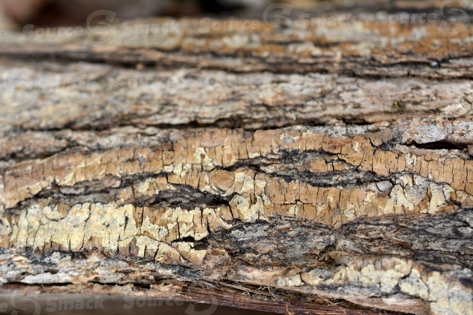 Closeup shot of tree bark