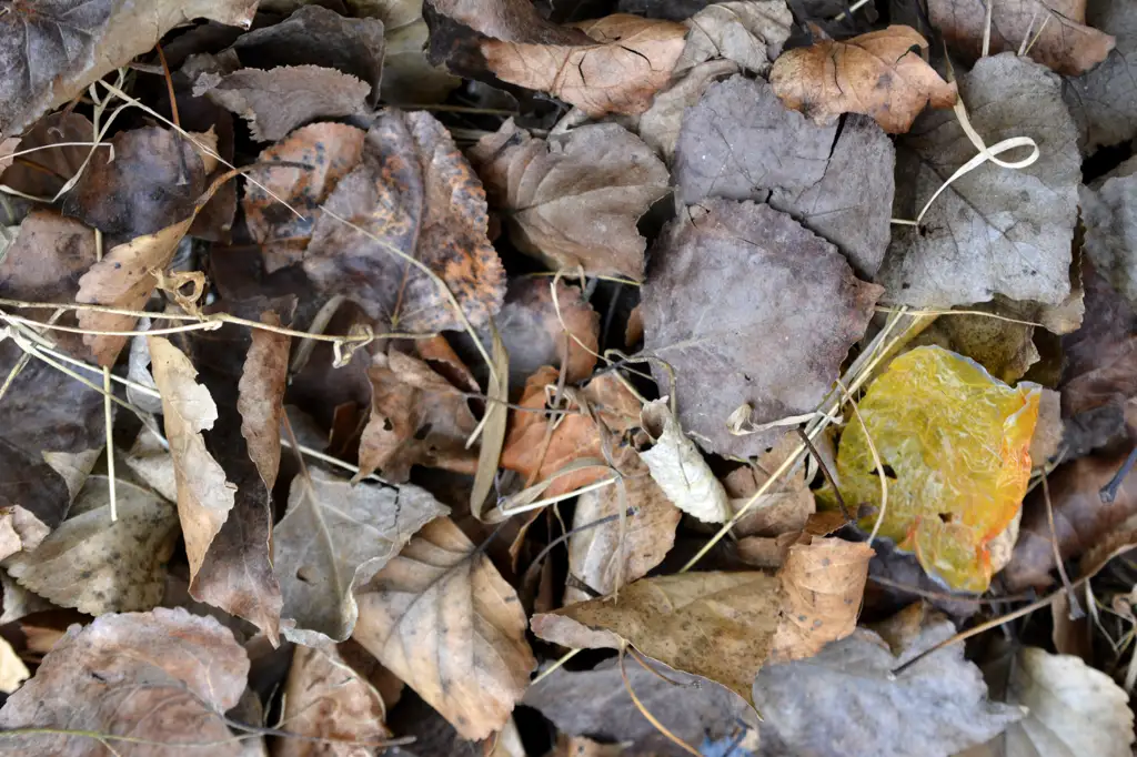 Collection of dead leaves in the fall