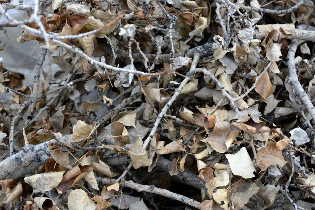 Dead brush and leaves