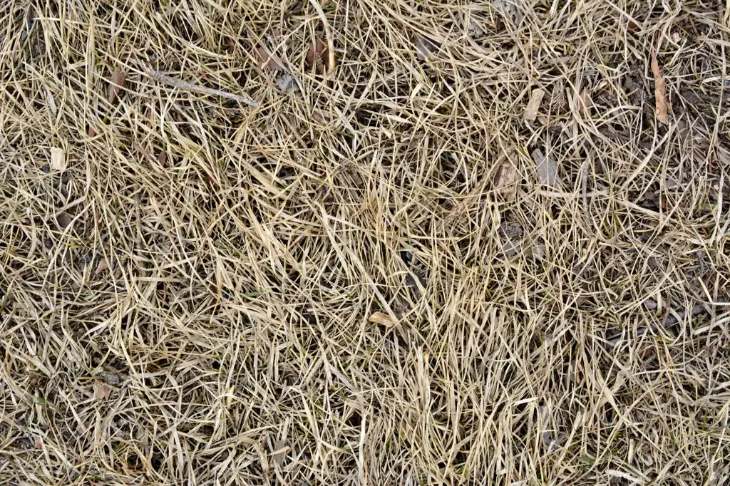 Dead grass closeup