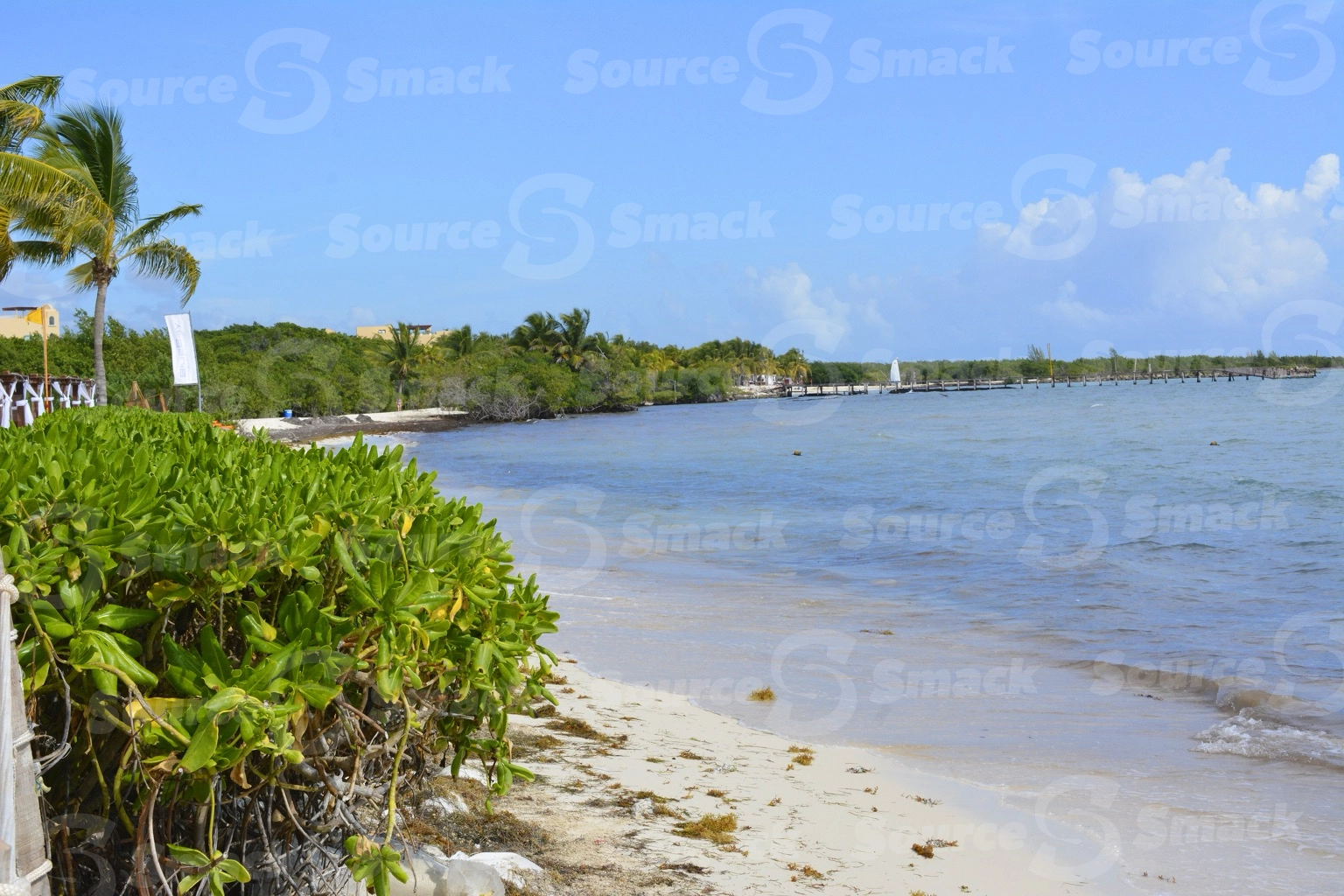 Unkept beach with seaweed in Mexico
