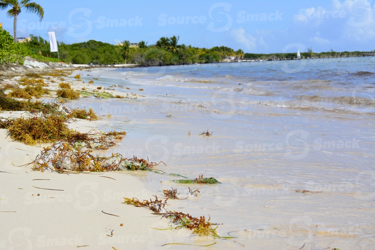 Unkept beach with seaweed in Mexico