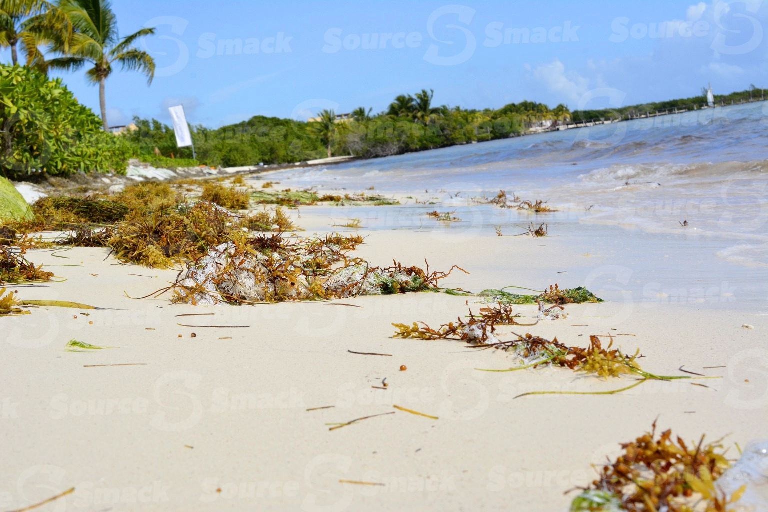 Unkept beach with seaweed in Mexico