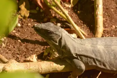 A young Black Spiny Tailed (Ctenosaura Similis) iguana on the jungle floor