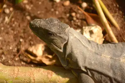 A young Black Spiny Tailed (Ctenosaura Similis) iguana on the jungle floor