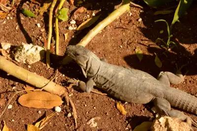 A young Black Spiny Tailed (Ctenosaura Similis) iguana on the jungle floor