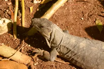 A young Black Spiny Tailed (Ctenosaura Similis) iguana on the jungle floor