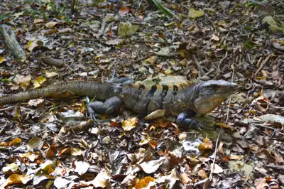A  Black Spiny Tailed (Ctenosaura Similis) Iguana foraging in the forest