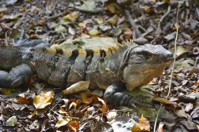 A  Black Spiny Tailed (Ctenosaura Similis) Iguana foraging in the forest