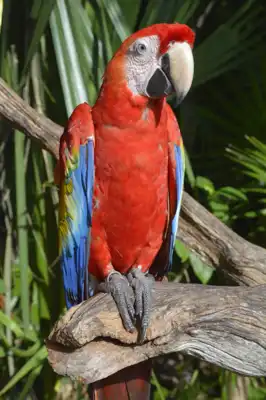 Two Scarlet Macaws (Ara macao) on a resort in Mexico