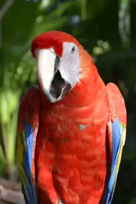 Two Scarlet Macaws (Ara macao) on a resort in Mexico