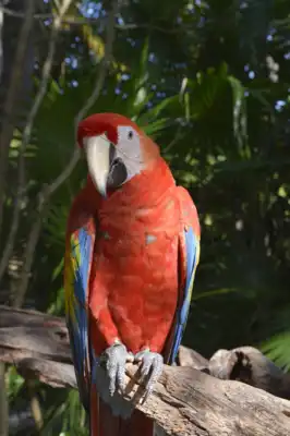 Two Scarlet Macaws (Ara macao) on a resort in Mexico