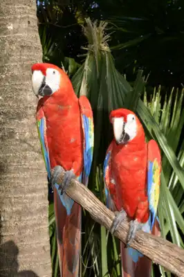 Two Scarlet Macaws (Ara macao) on a resort in Mexico